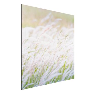 Tableau sur aluminium - Soft Grasses
