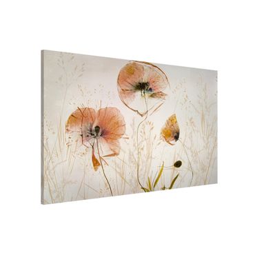 Tableau magnétique - Dried Poppy Flowers With Delicate Grasses