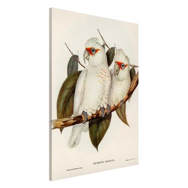 Tableau magnétique - Vintage Illustration White Cockatoo