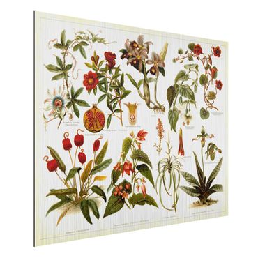 Impression sur aluminium - Vintage Board Tropical Botany II