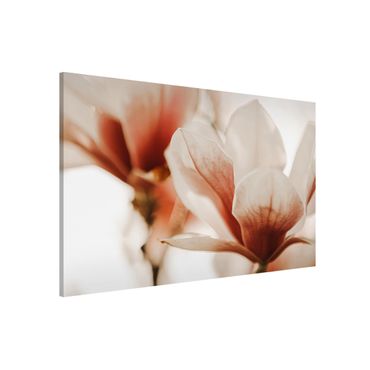 Tableau magnétique - Delicate Magnolia Flowers In An Interplay Of Light And Shadows