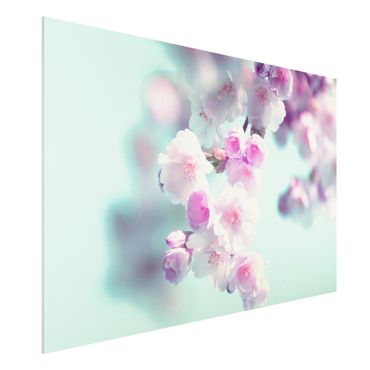 Impression sur forex - Colourful Cherry Blossoms - Format paysage 3:2