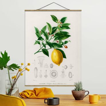 Tableau en tissu avec porte-affiche - Botany Vintage Illustration Of Lemon