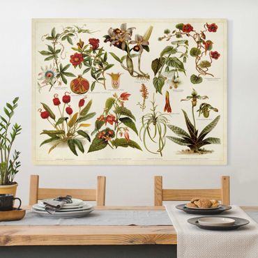 Impression sur toile - Vintage Board Tropical Botany II