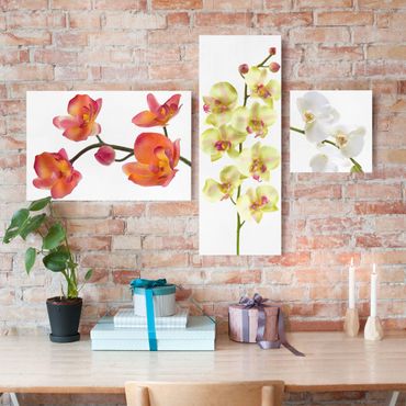 Impression sur toile 3 parties - Orchids Collage