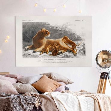 Impression sur toile - Vintage Board Lioness And Lion Cubs