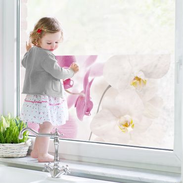 Décoration pour fenêtres - Delicate Orchids