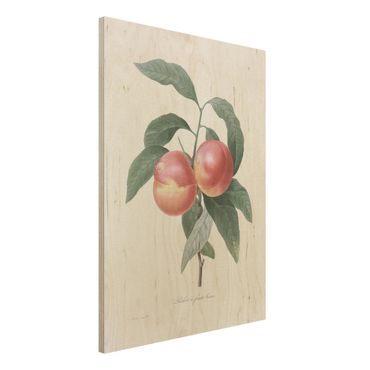 Impression sur bois - Botany Vintage Illustration Peach
