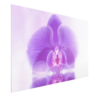 Tableau en forex - Purple Orchid On Water