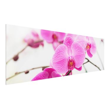 Tableau en forex - Close-Up Orchid