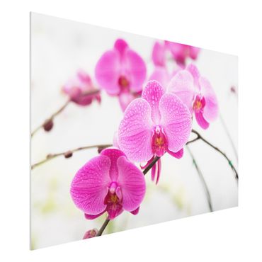 Tableau en forex - Close-Up Orchid