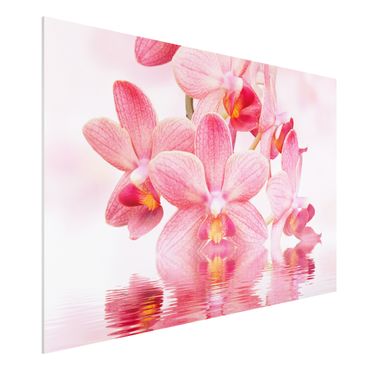 Tableau en forex - Light Pink Orchid On Water