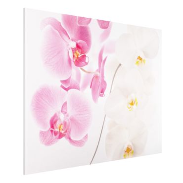Tableau en forex - Delicate Orchids