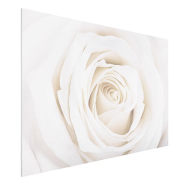 Tableau en forex - Pretty White Rose
