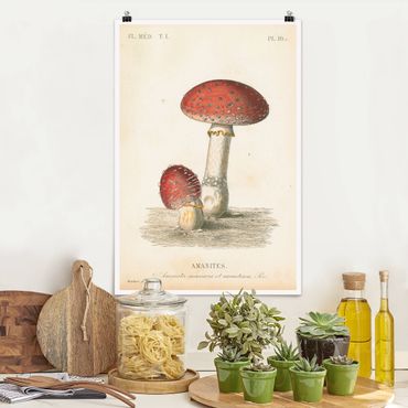 Poster reproduction - French mushrooms II