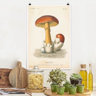 Poster reproduction - French Mushrooms
