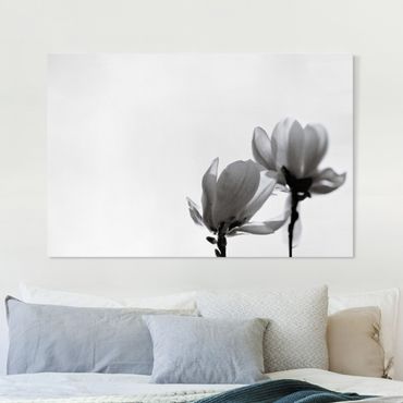 Tableau sur toile - Herald Of Spring Magnolia Black And White