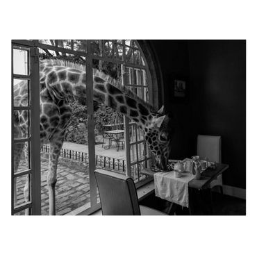 Impression sur toile - Petit-déjeuner avec la girafe - Format paysage 4:3