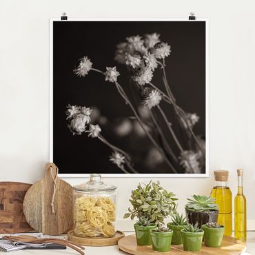 Poster reproduction - Daisy study