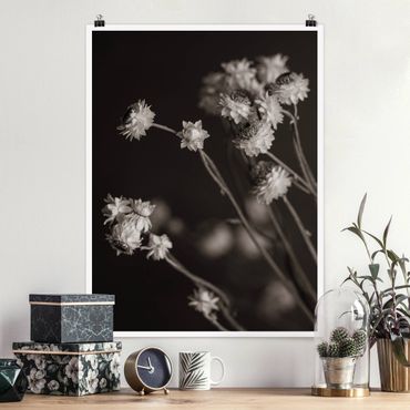 Poster reproduction - Daisy study