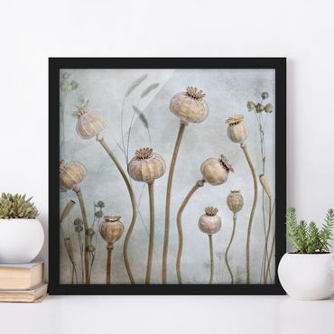 Framed poster - Dried Poppy Flower