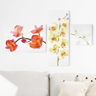Tableau en verre 3 parties - Orchids Collage
