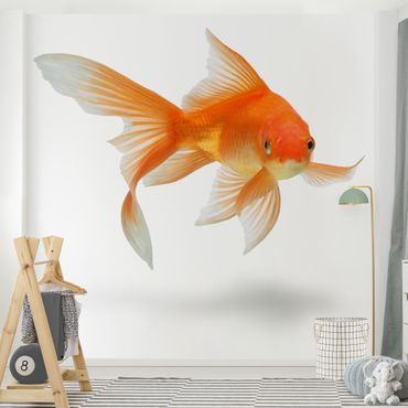 Papier peint - Goldfish Is Watching You