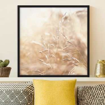Framed poster - Grasses In The Sun