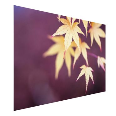 Impression sur forex - Autumn Maple Tree - Format paysage 3:2