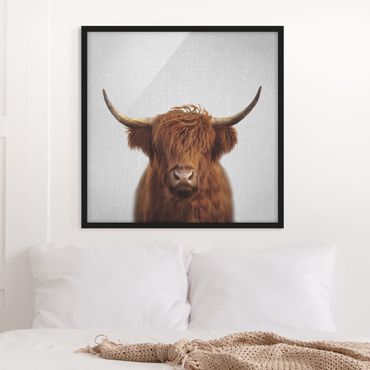 Poster encadré - Highland Cow Harry