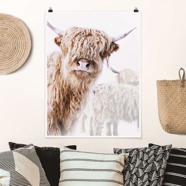 Poster - Highland Cattle Karlo