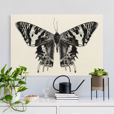 Tableau sur toile naturel - Illustration Flying Madagascan Butterfly - Format paysage 3:2