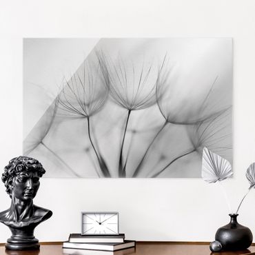 Tableau en verre - Inside A Dandelion Black And White - Format paysage