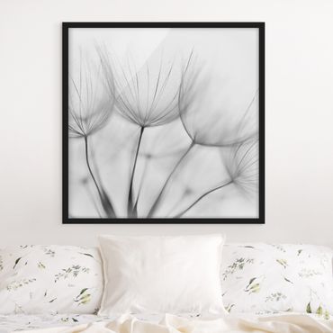 Framed poster - Inside A Dandelion Black And White