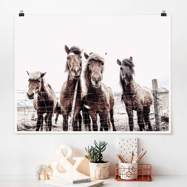 Poster - Icelandic Horse