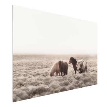 Impression sur forex - Wild Icelandic Horse - Format paysage 3:2