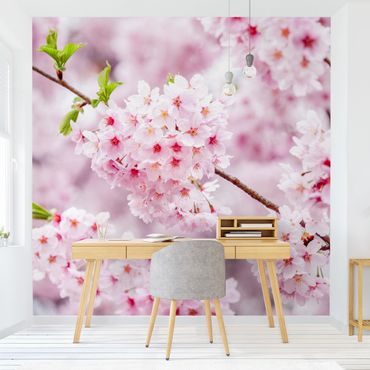 Papier peint - Japanese Cherry Blossoms