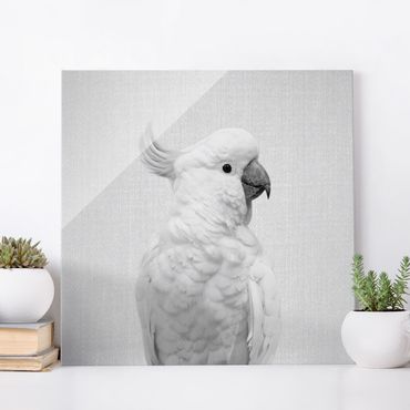 Tableau en verre - Cockatoo Kiki Black And White