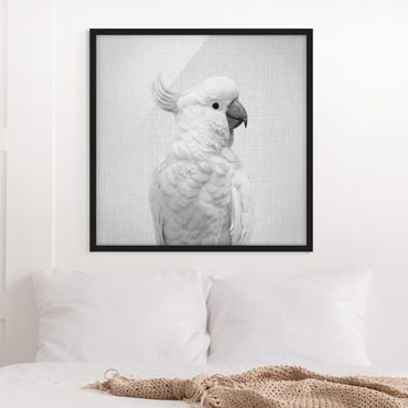 Poster encadré - Cockatoo Kiki Black And White