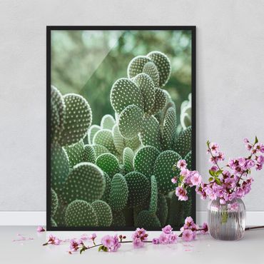 Framed poster - Cacti