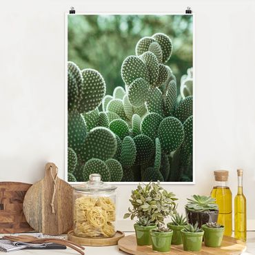 Poster - Cacti