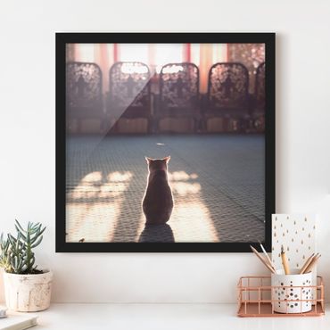 Poster encadré - Cat In Light Beam