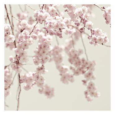 Papier peint - Dancing Cherry Blossoms