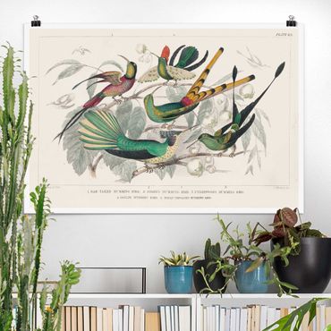 Poster reproduction - Hummingbird Diagram