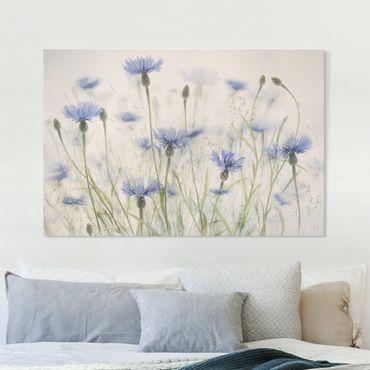 Tableau sur toile - Cornflowers And Grasses In A Field