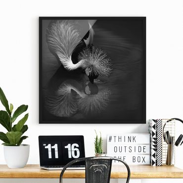 Framed poster - Crowned Crane Bow Black And White