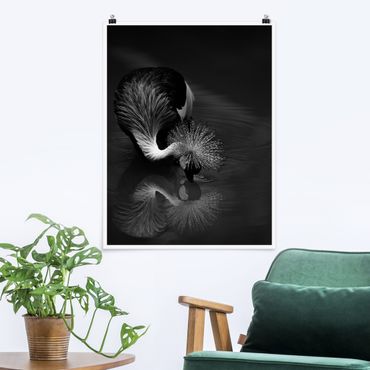 Poster - Crowned Crane Bow Black And White