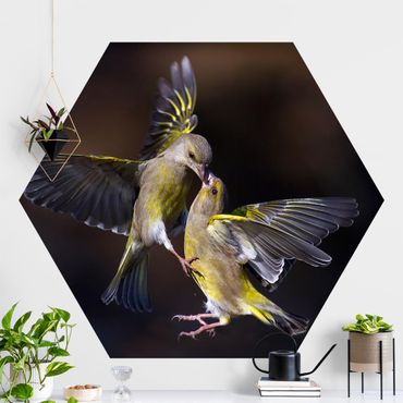 Papier peint hexagonal autocollant avec dessins - Kissing Hummingbirds