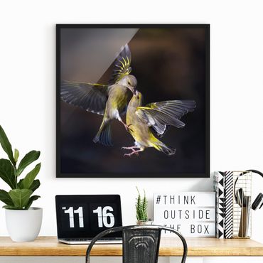 Framed poster - Kissing Hummingbirds