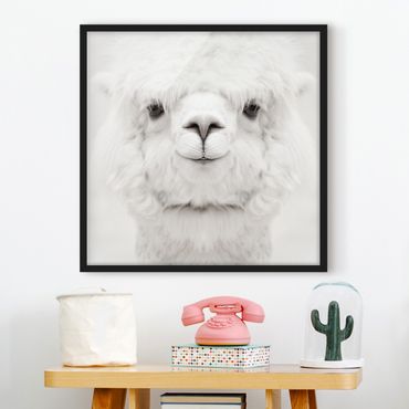 Framed poster - Smiling Alpaca